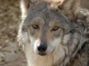 volontaires vont passer trois jours dans enclos avec loups