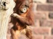 images rencontre improbable d'une fillette deux d'un bébé orang-outan