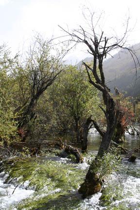Réserve naturelle de Jiuzhaigou dans le Sichuan