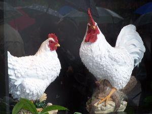 Santo Domingo de la Calzada Poule_et_coq