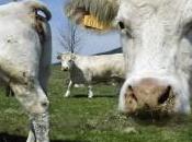 Viande «farcie» dioxine hier porc, aujourd’hui bœuf… demain lait, œufs, volailles