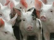 petits jours porc irlandais nouveau commercialisé