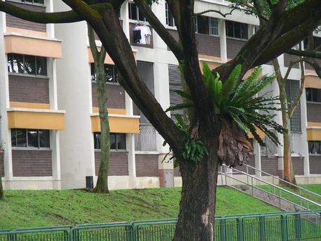 fougere-arbre-singapour.1228994149.jpg