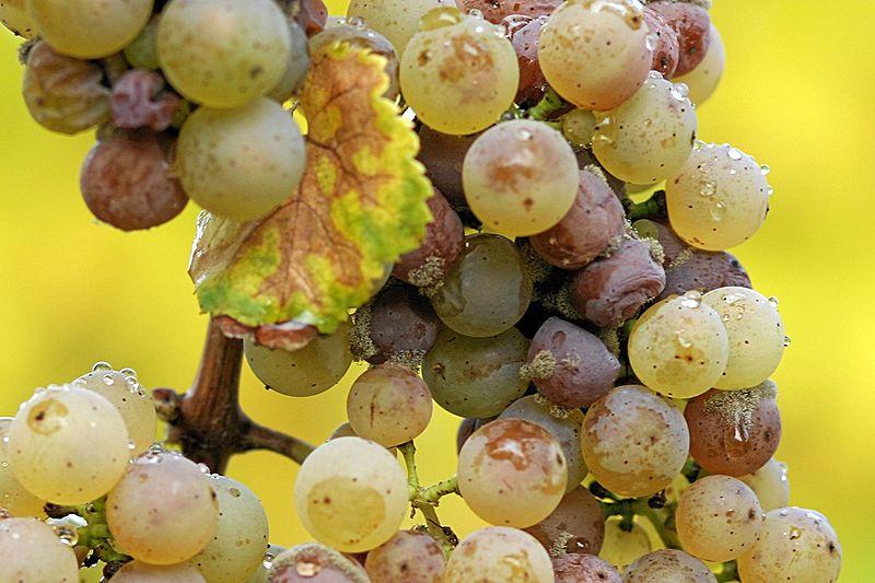 Vinification des vins de Sauternes