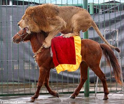 lion horseriding Un bon cavalier, mange du lion photo cheval