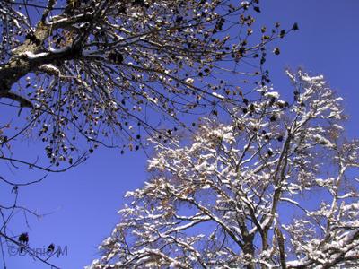 La Chaux-de-Fonds: neige décembre 2008