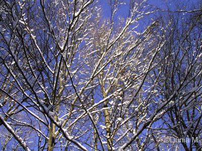 La Chaux-de-Fonds: neige décembre 2008