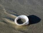 coquillage_sable