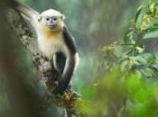 images découverte d'une nouvelle population singes rarissimes