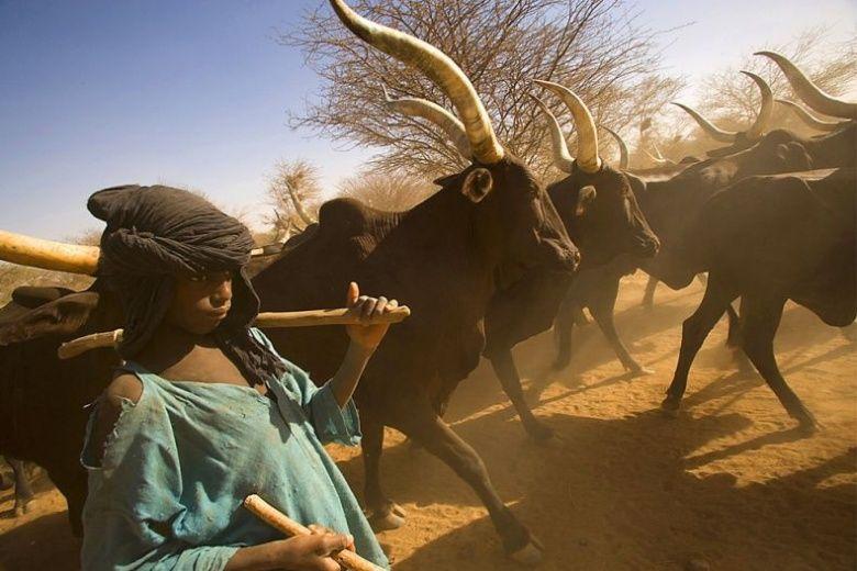 Fouilles au Sahara