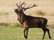 cerf fracasse fenêtre entre dans salle classe
