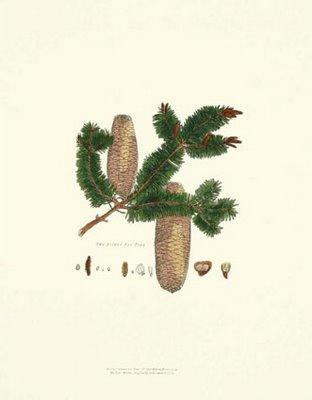 Cherche Arbre de Noël désespérément