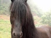 Dieu créa ibériques frisons