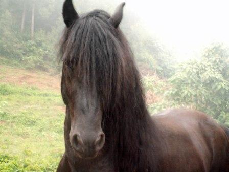 copiedejoke1sl3 Et Dieu créa les ibériques et les frisons photo cheval