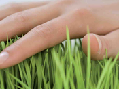 ecolabel 2008, trois entreprises récompénsées