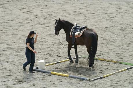  Education : limportance des détails. photo cheval