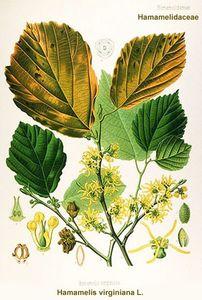 Hamamelis_virginiana