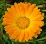calendula1