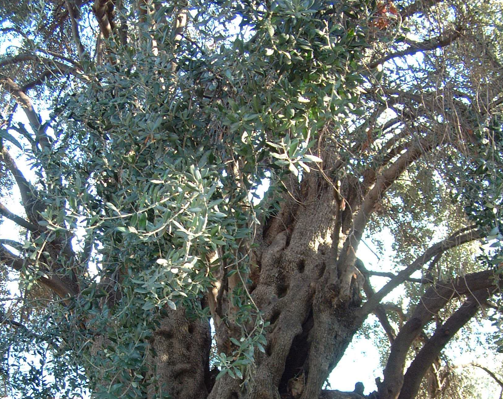 Les bonnes pratiques de la filières olive