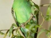 1700 perruches dans deux pièces