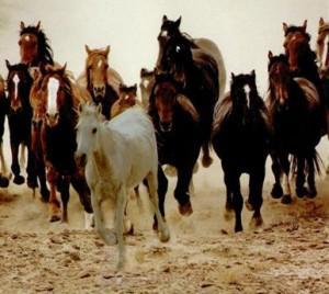 troupeau chevaux 300x268 Le crise aux USA: les chevaux meurent de faim photo cheval