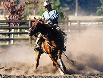 spin Le demi tour photo cheval