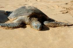 tortue verte sur la plage