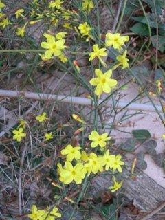 Le jasmin d'hiver est fidele au rendez-vous