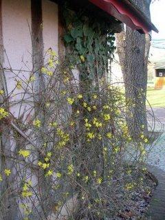 Le jasmin d'hiver est fidele au rendez-vous