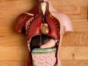 cannibales préfèrent Japonais