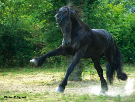 page51 1 SOS arthrose!!! photo cheval