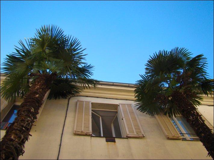Palmiers, soleil et Noël à Valbonne