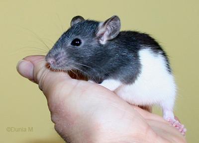 Rate hooded noir de 1 mois