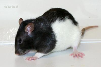 Rate hooded noir de 3 mois