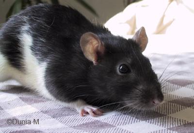 Rate hooded noir de 8 mois