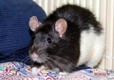 Rate hooded noir de 12 mois