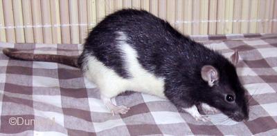 Rate hooded noir de 14 mois