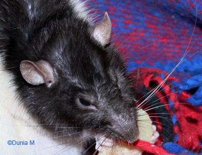 Mimi-Boule rate de 16 mois cancéreuse le 27 décembre 2008