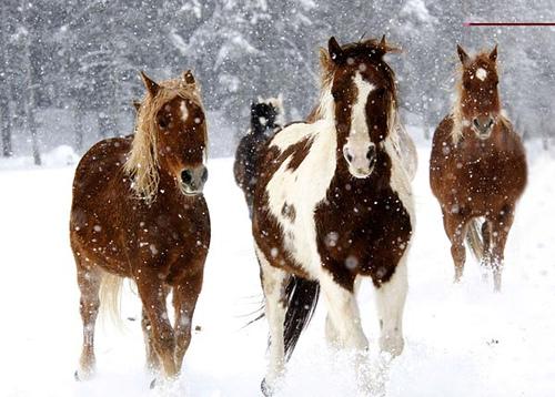  Un frison sous la neige photo cheval