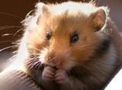 images hamster comme moteur pour déchiqueteuse papiers