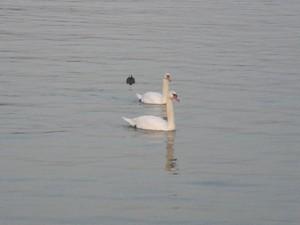 Derniere balade 2008