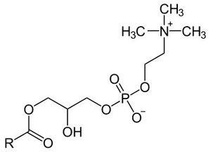 lysolecithine
