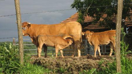 Petit veau a faim ! IMG_3350