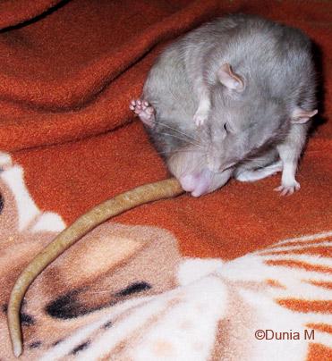Arthur, rat mâle adulte, bleu américain dumbo