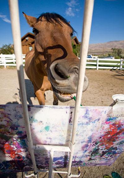  Cholla, le cheval peintre photo cheval