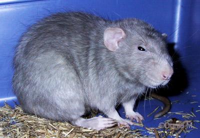 Arthur, rat mâle adulte, bleu américain dumbo de 17 mois