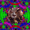 chouettefractal.gif