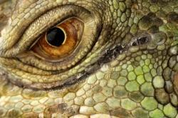 iguane