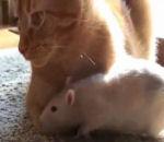 vidéo rat amour chat