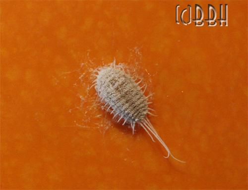 cochenille farineuse